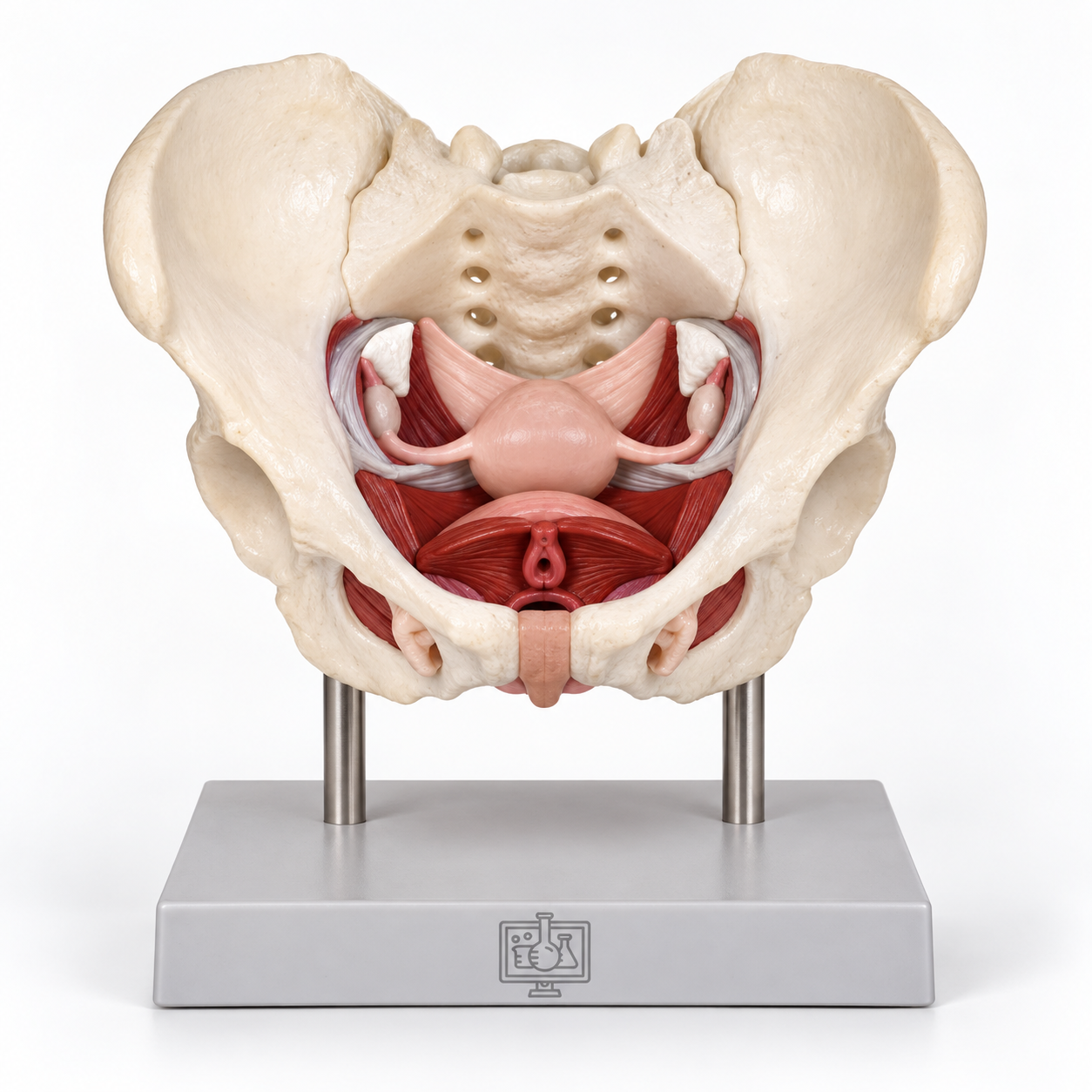 Female Pelvic Muscles and Organs