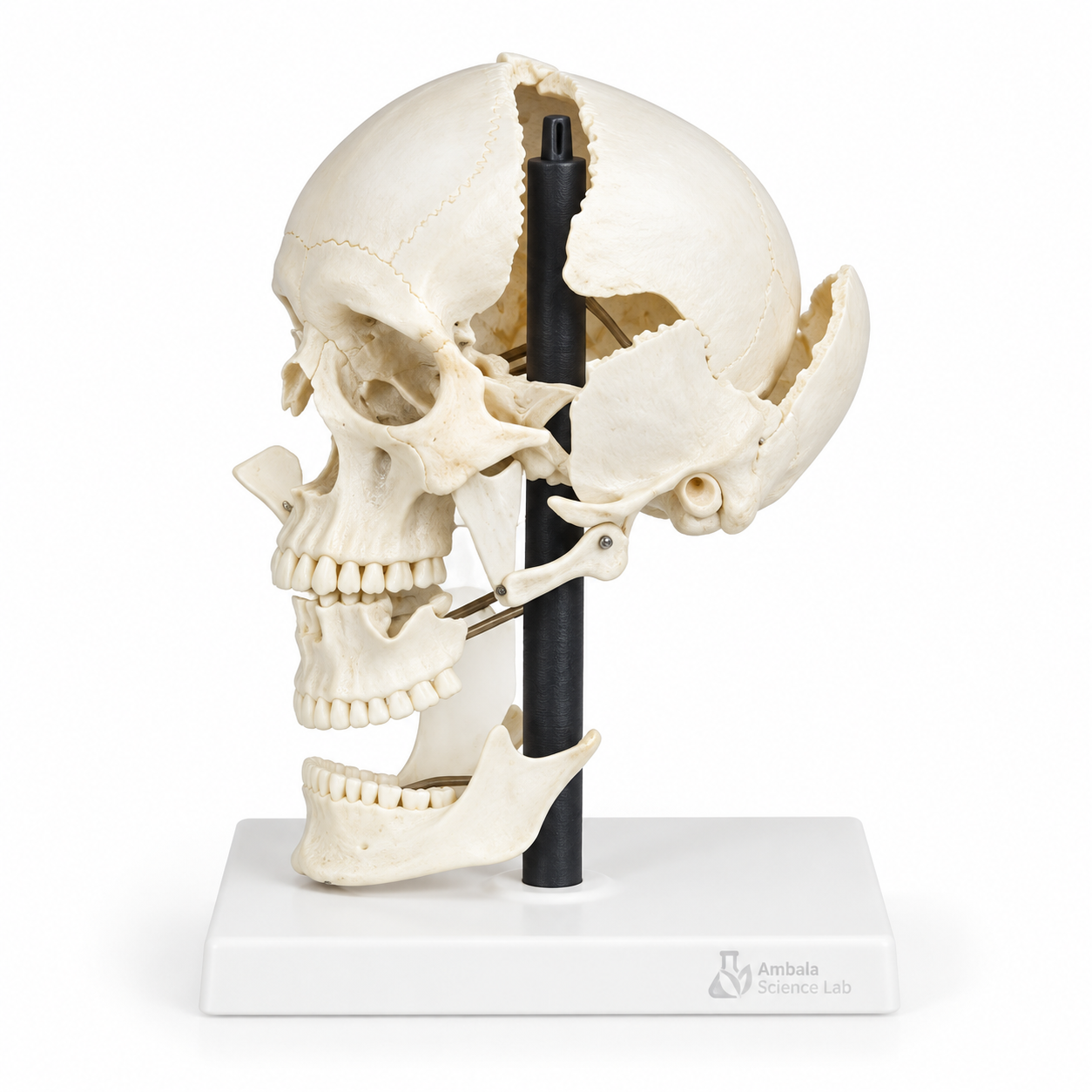 Human Skull Model