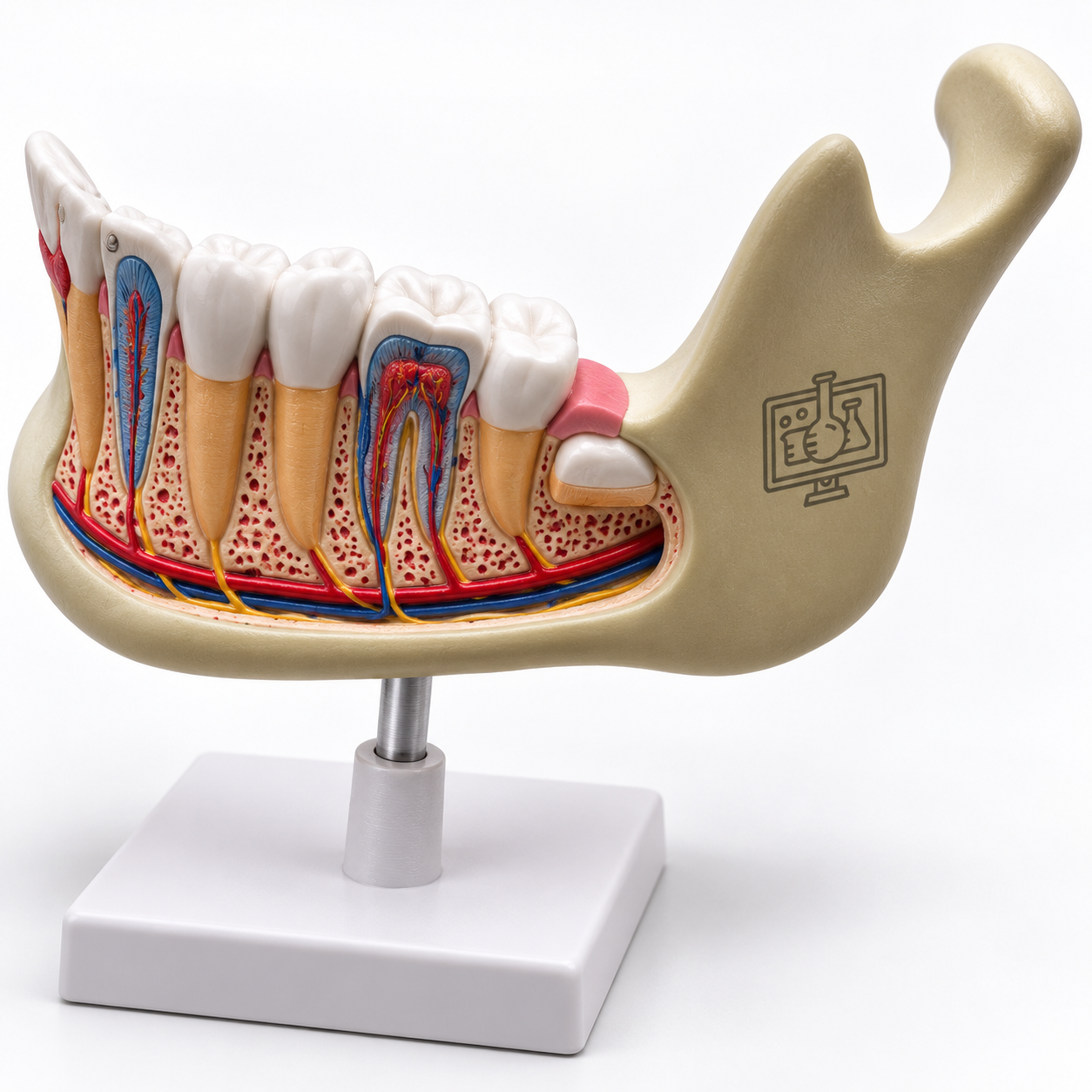 Human Teeth Model