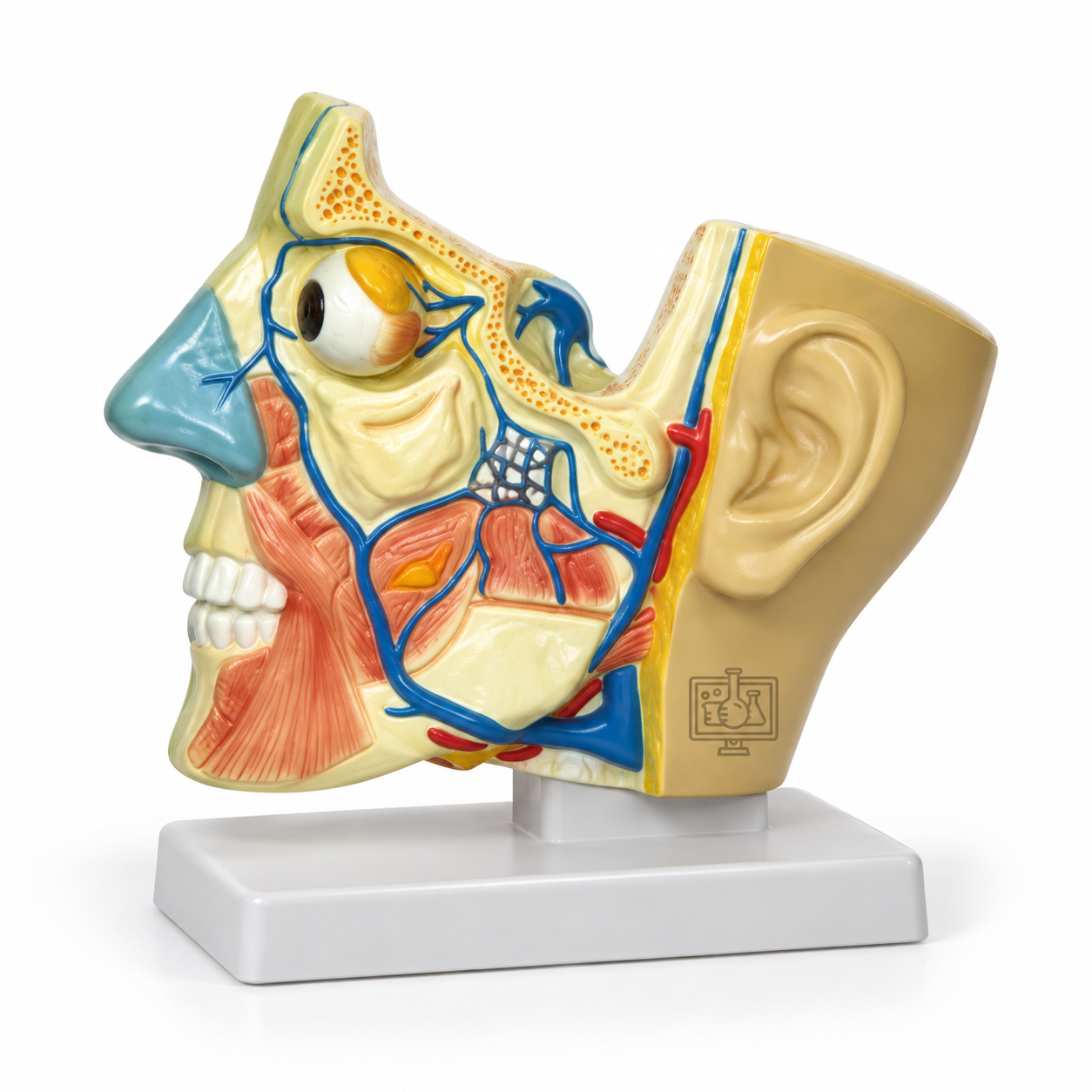 Media Section of the Head