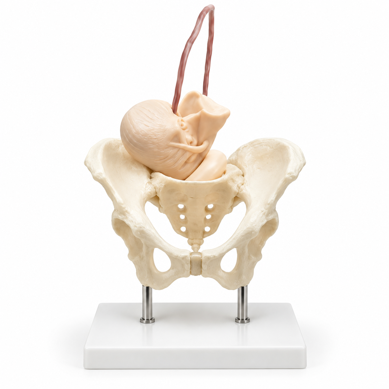 Human Birth Demonstration Model