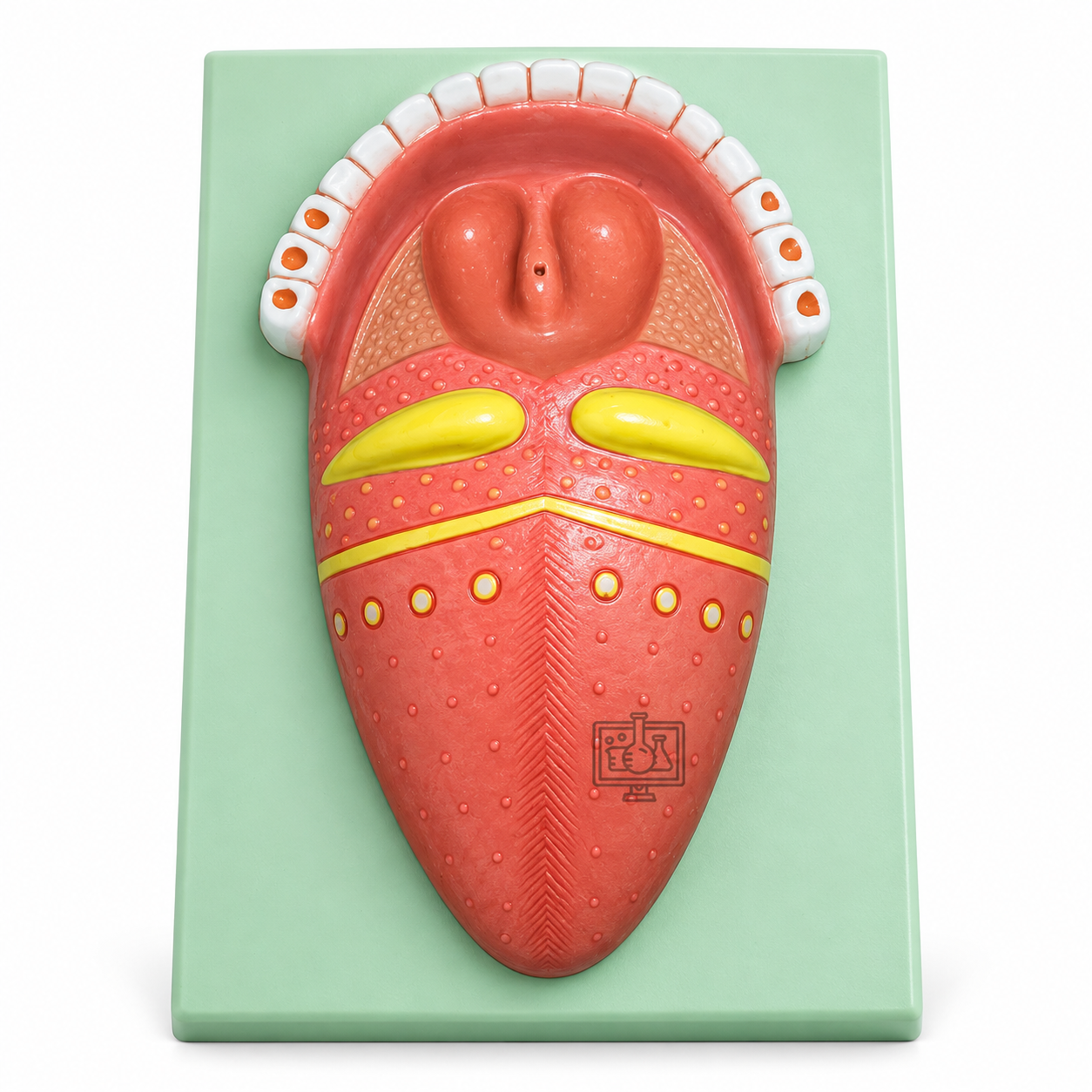 Human Tongue Model, on Base