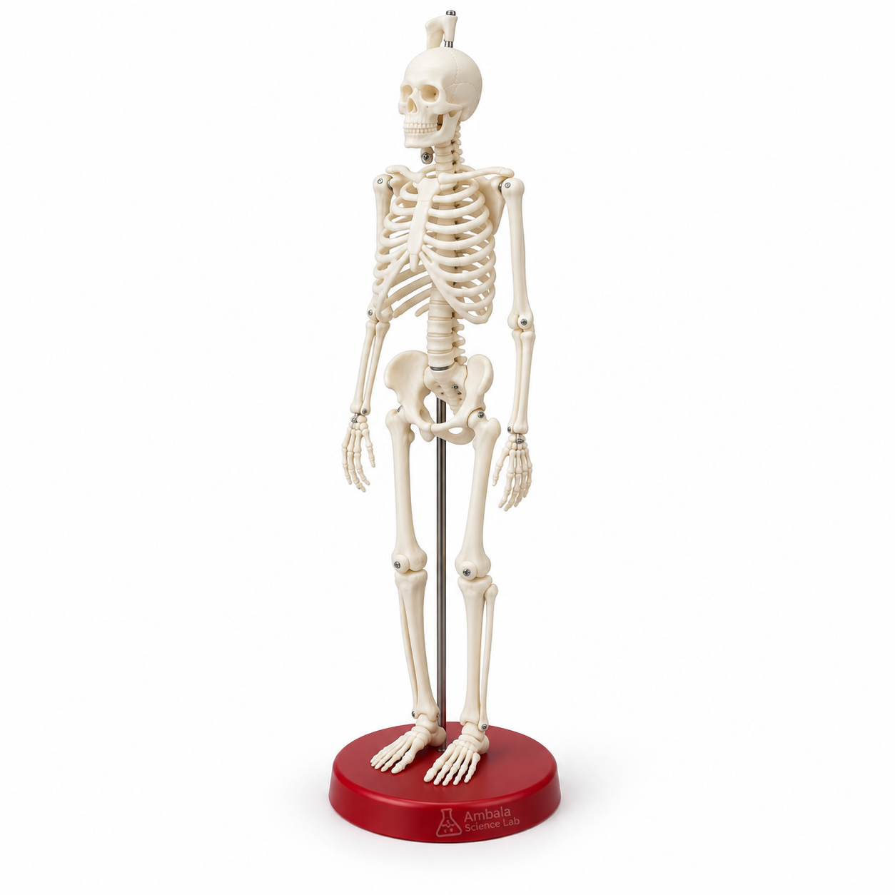 Human Skeleton Model, Small, Plastic