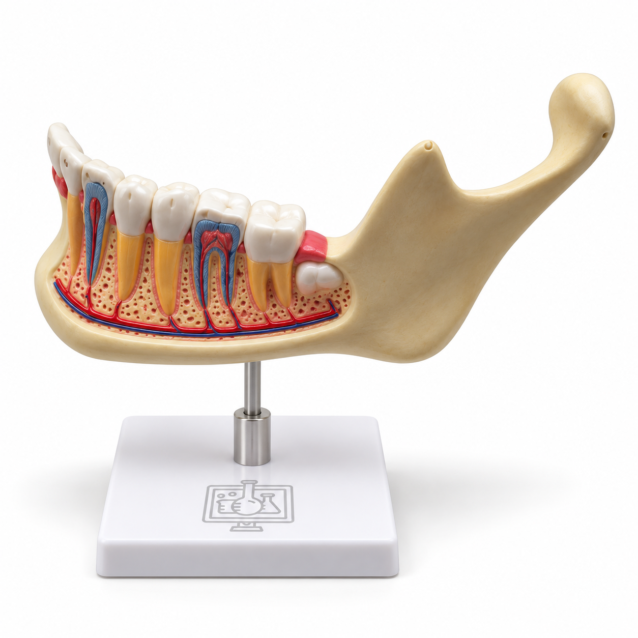Human Teeth Model, Lower Jaw, on Stand
