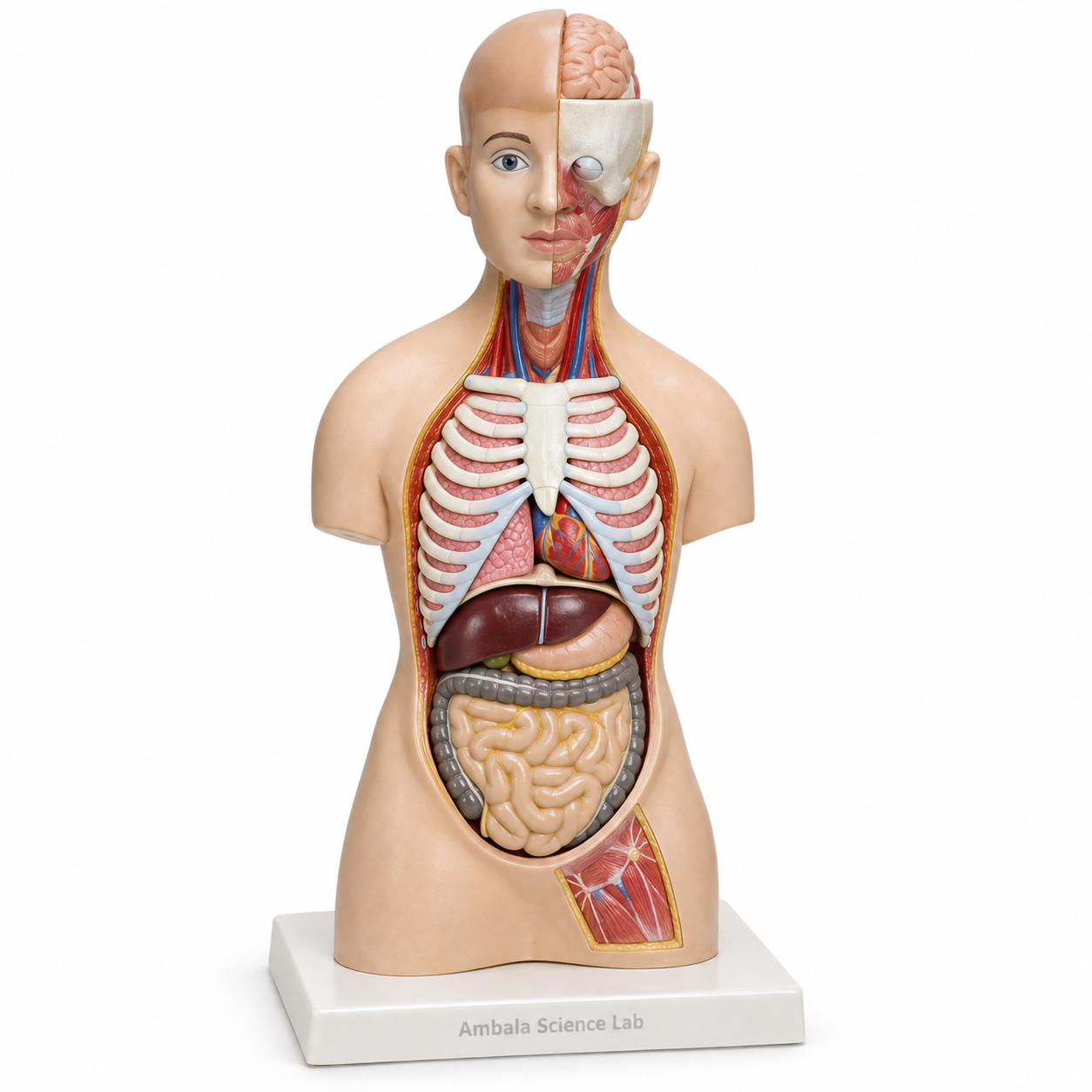 Human Torso, Economy, 10 Parts