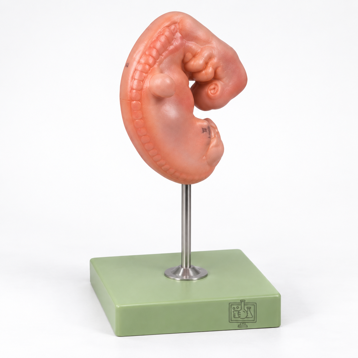 Embryo Model