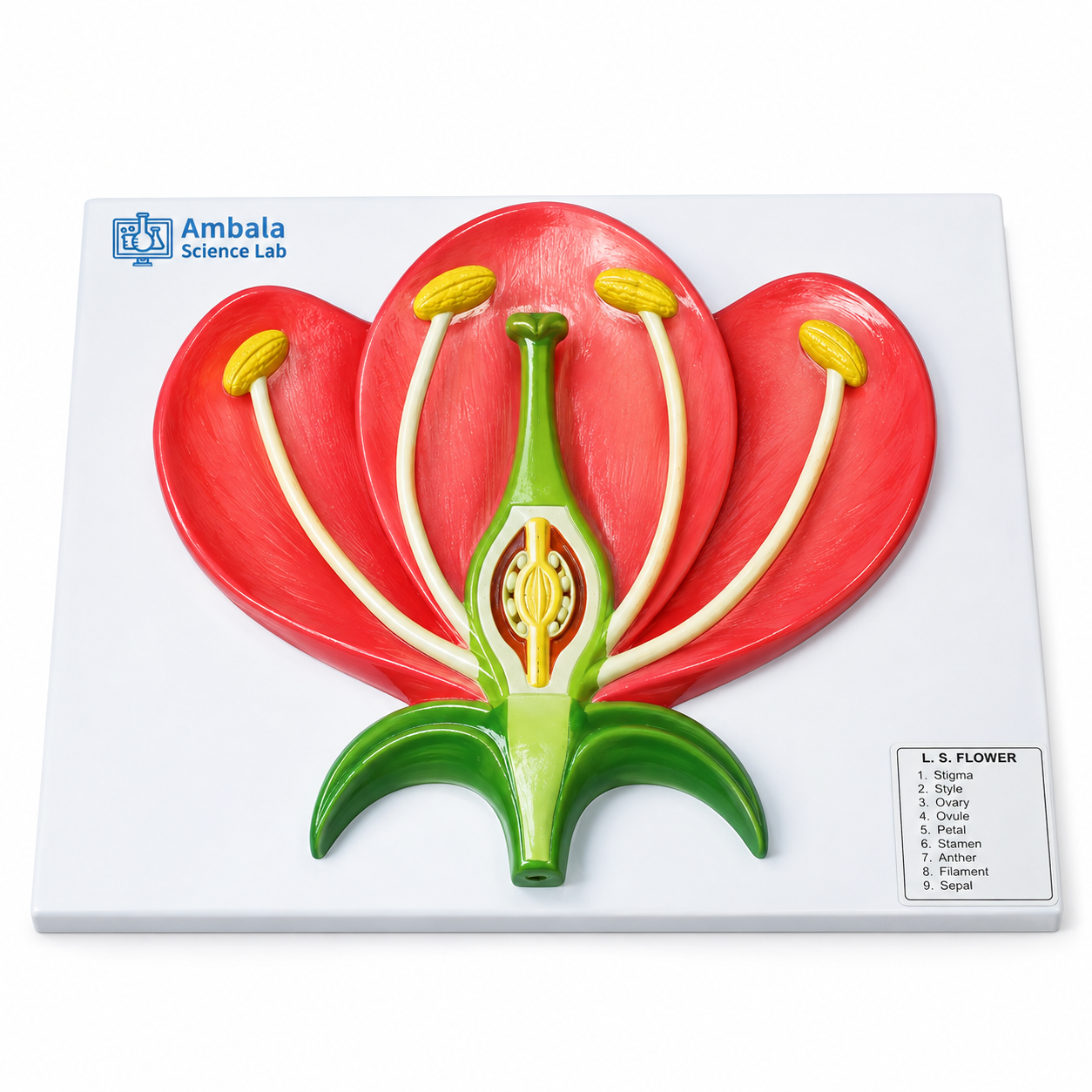 Model, L. S. Flower