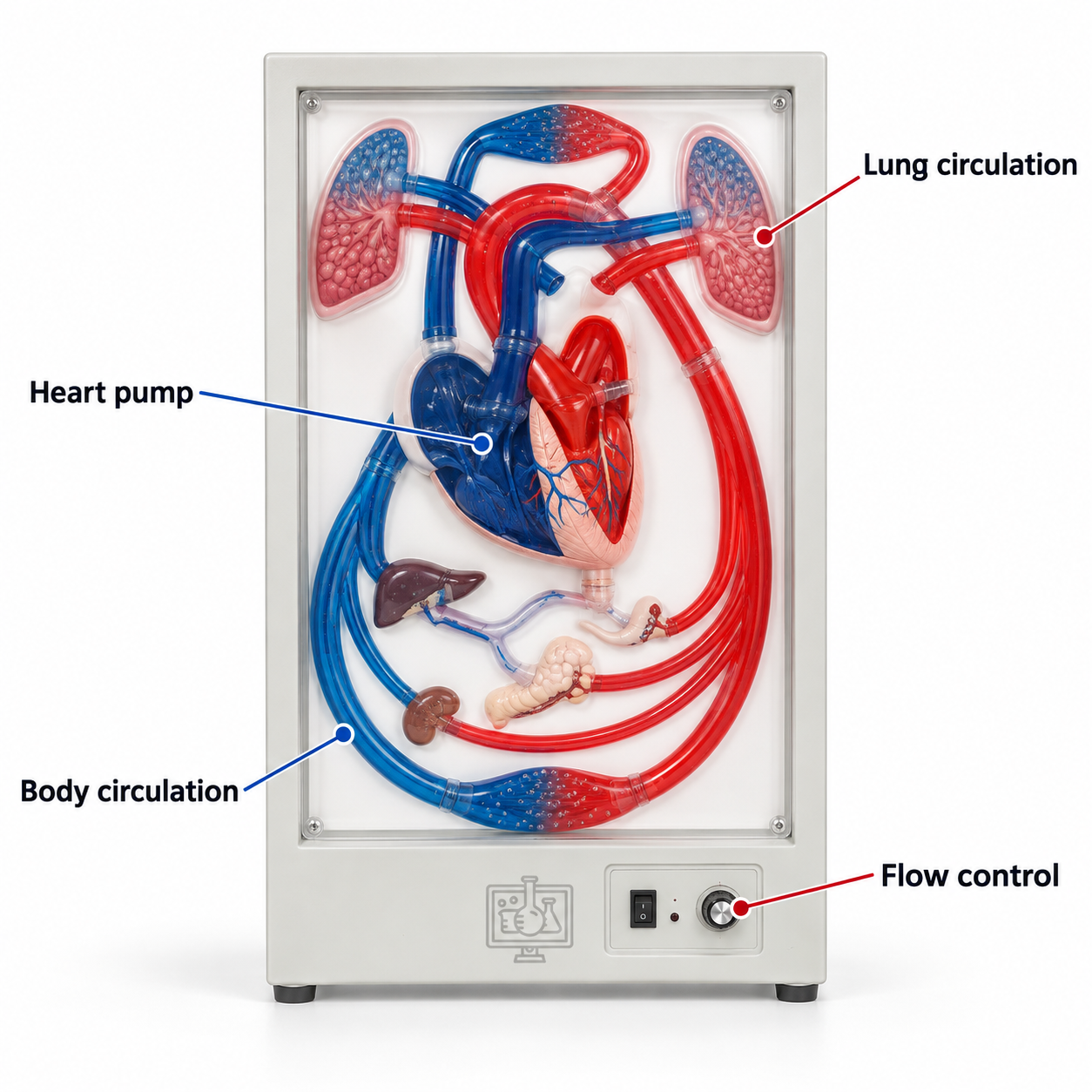 Human Cardiac Beat and Blood Circulation