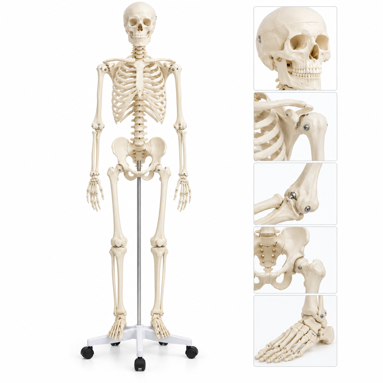 Human Skeleton Model, PVC, Life Size