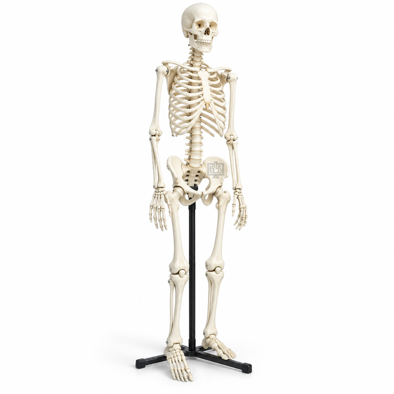 Human Skeleton Model, Superior