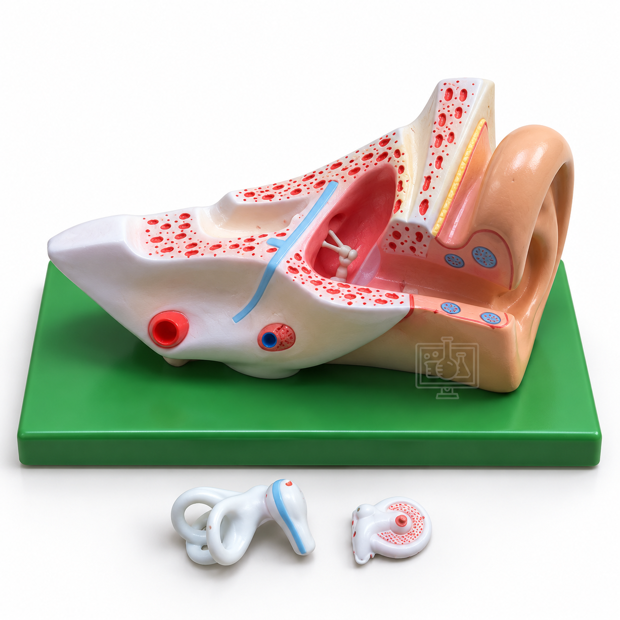 Human Ear Model