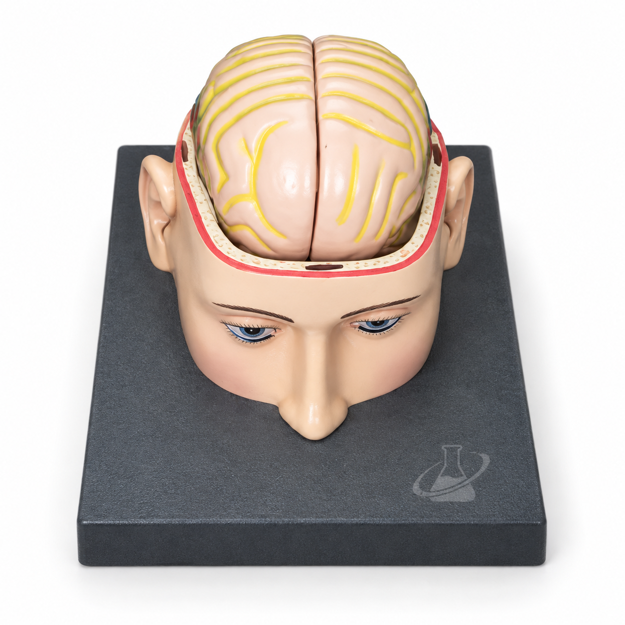 Human Brain Model in Head