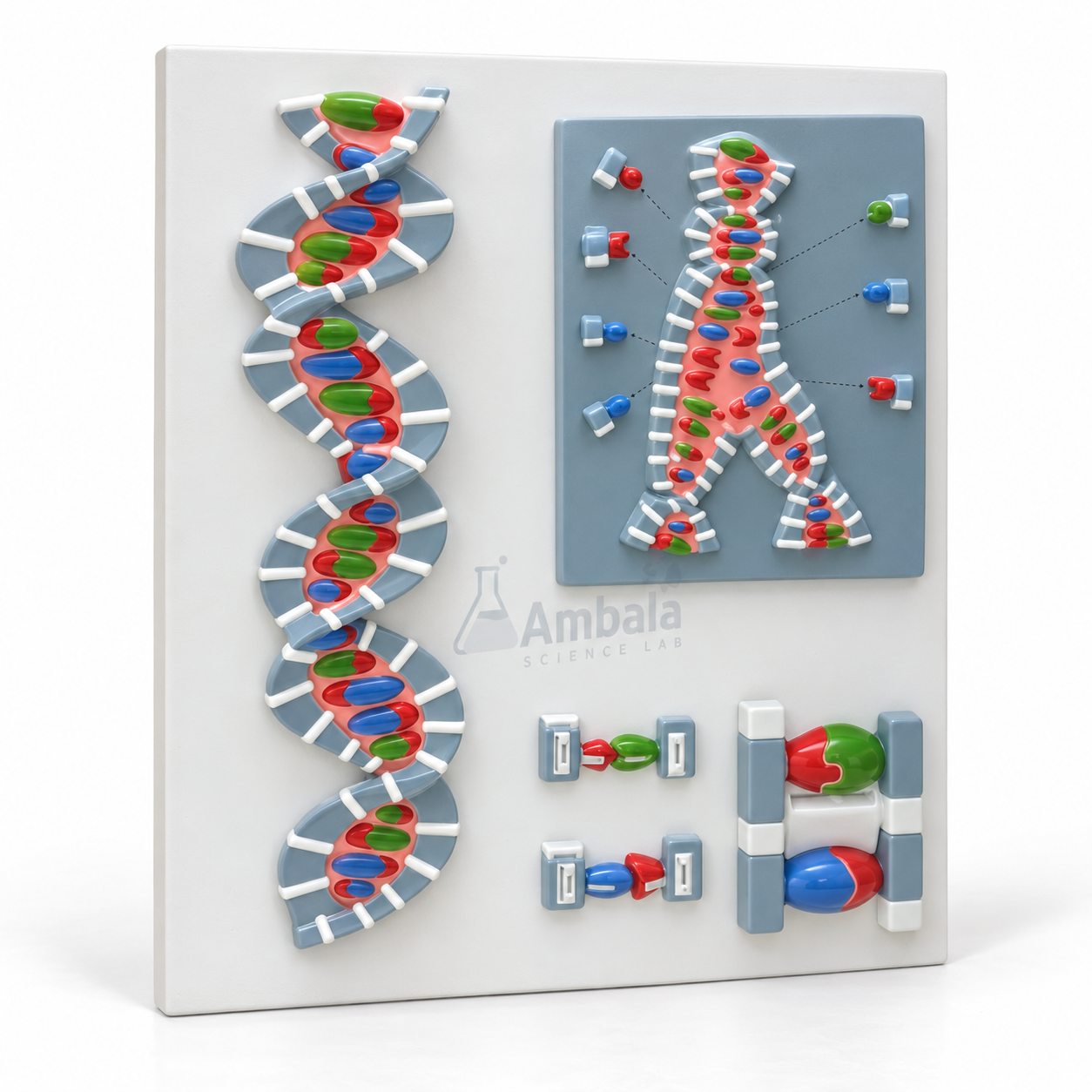 DNA Structure Model, on Board