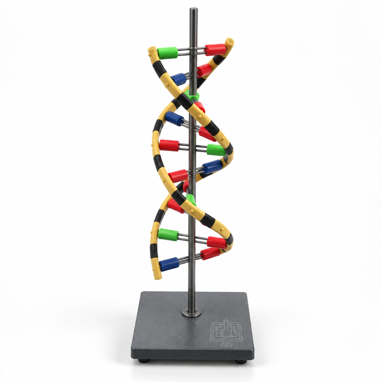 DNA Model, Standing, Economy
