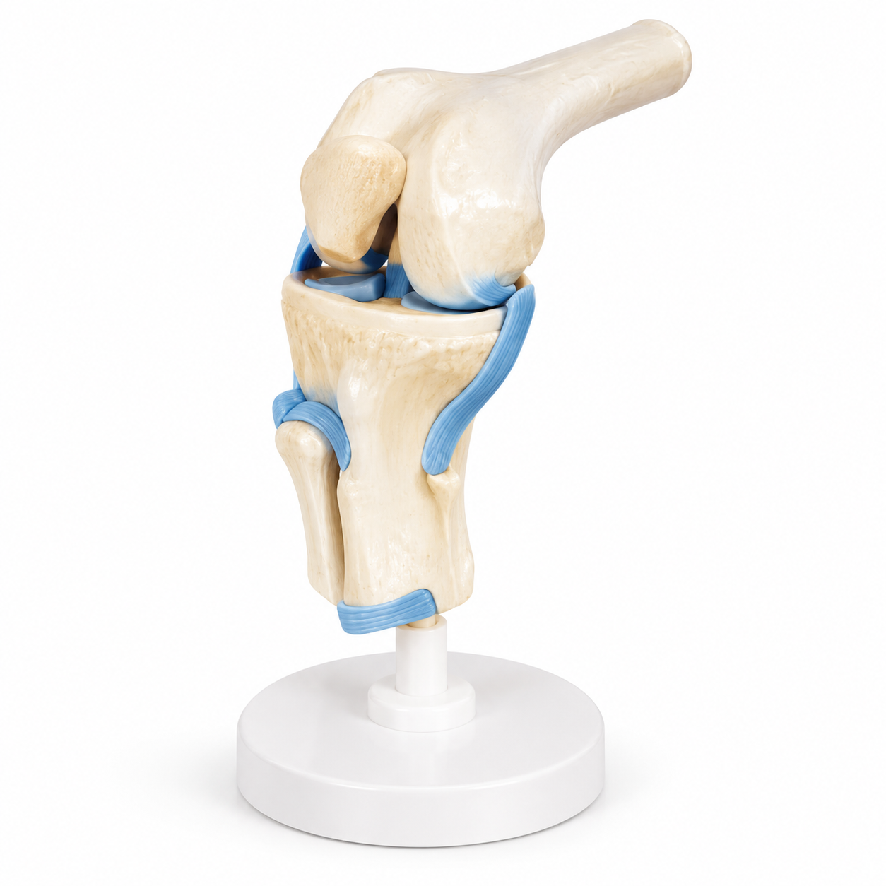 Human Knee Joint Model, Functional