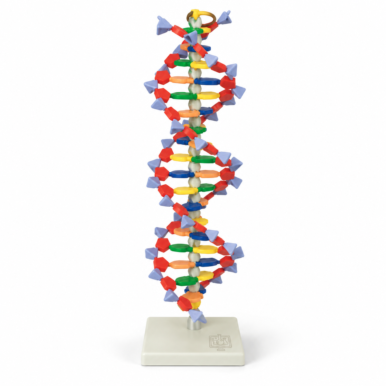 DNA Structure Model, Plastic Assembly Kit