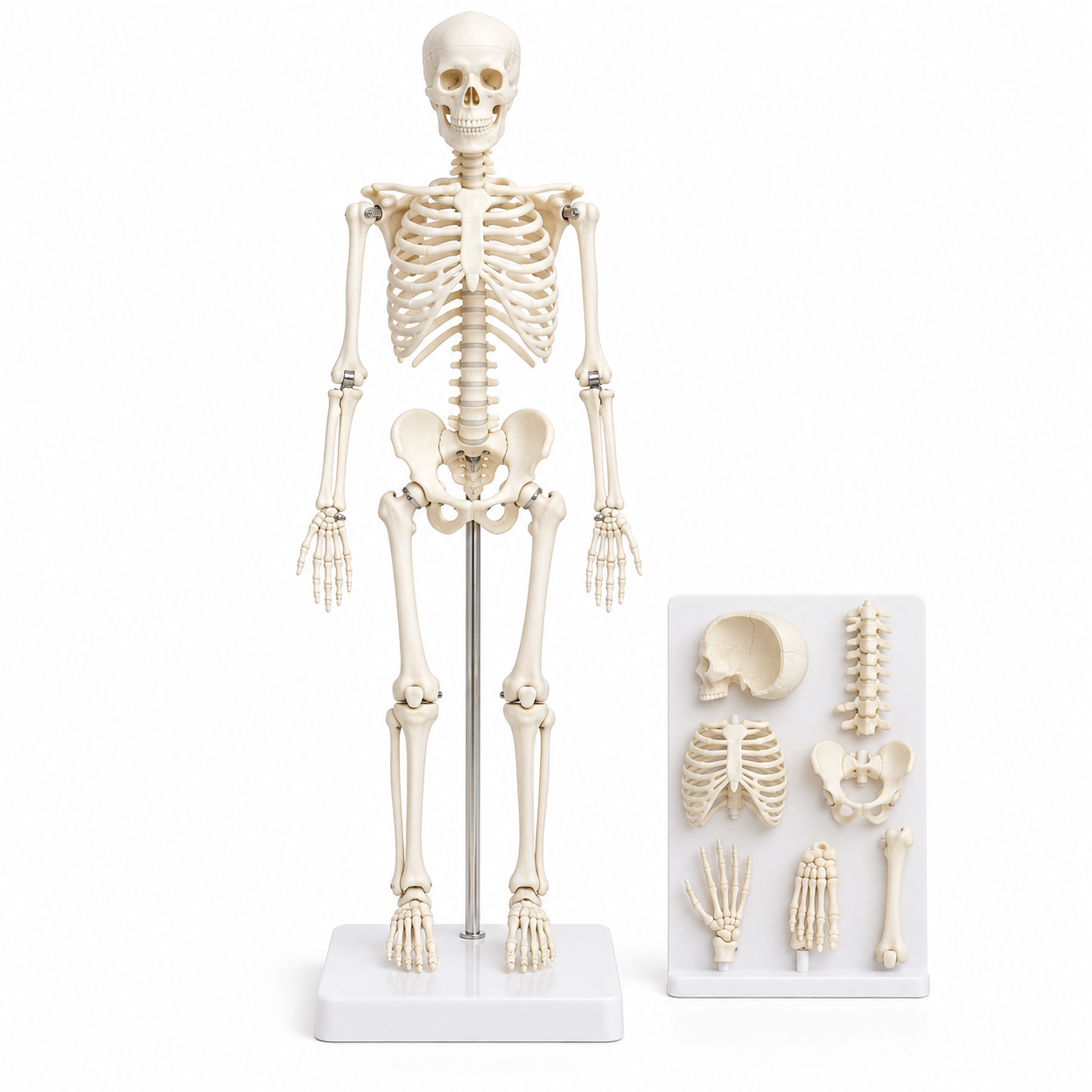 Human Skeleton Model, Mini
