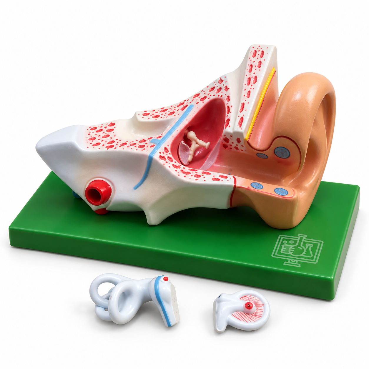 Human Ear Model, 3 Parts