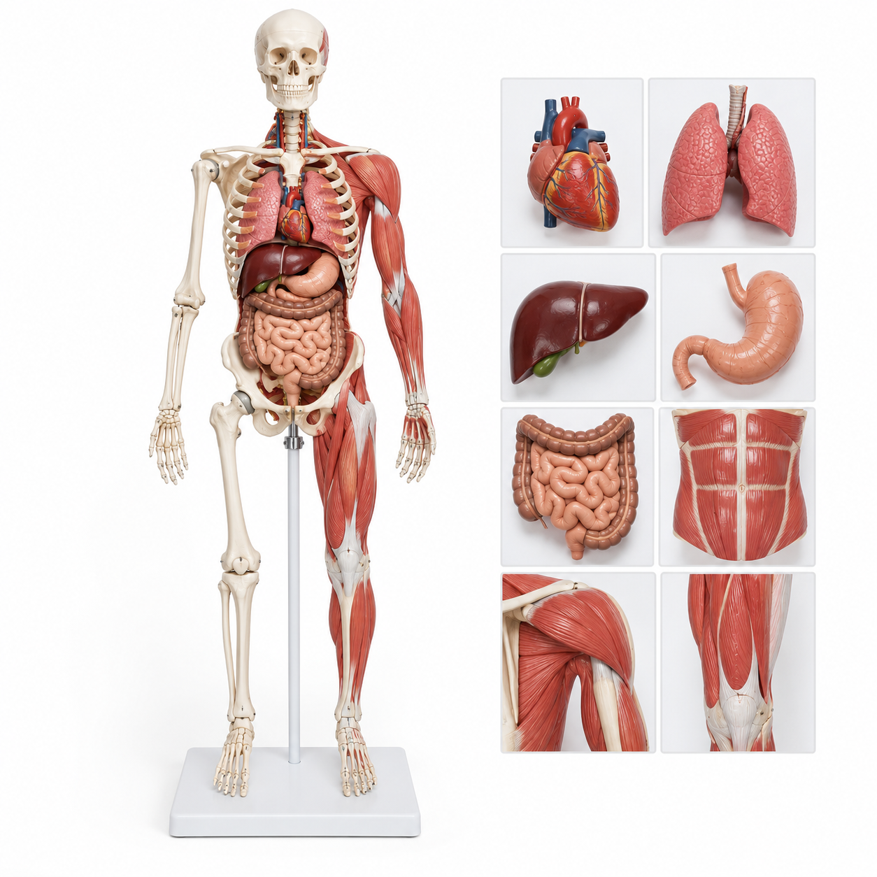 Human Skeleton with Internal Organs &amp; Muscles