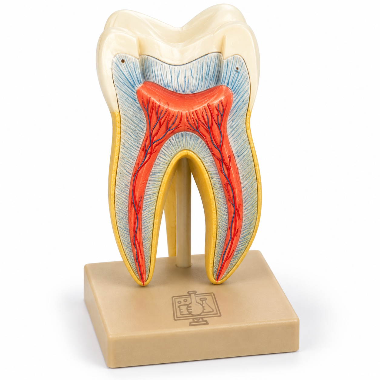 Human Teeth Model, Triple Root Molar