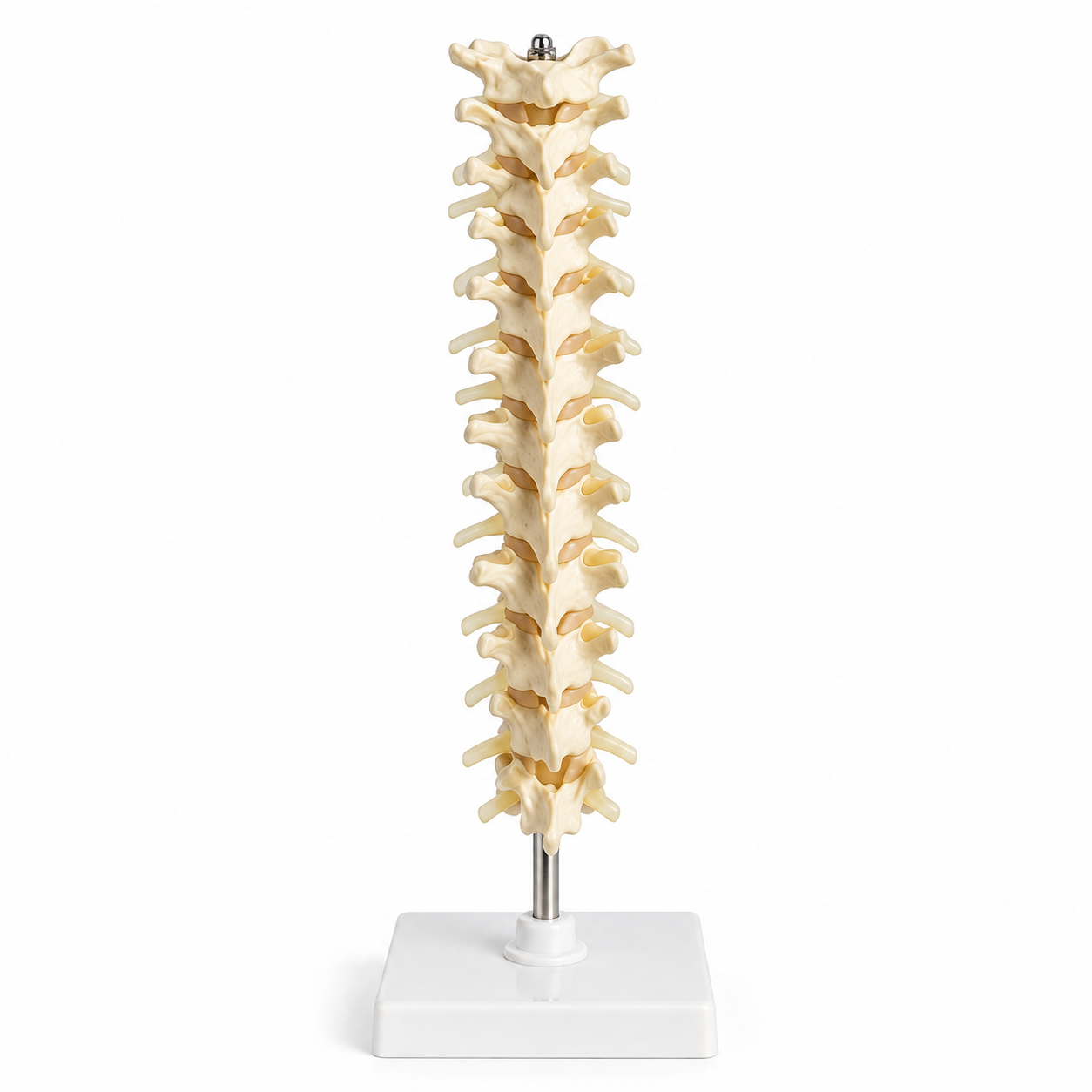 Human Thoracic Spinal Column Model