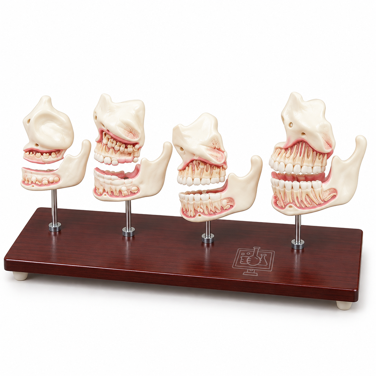 Human Teeth Model, Dentition Development on Stand