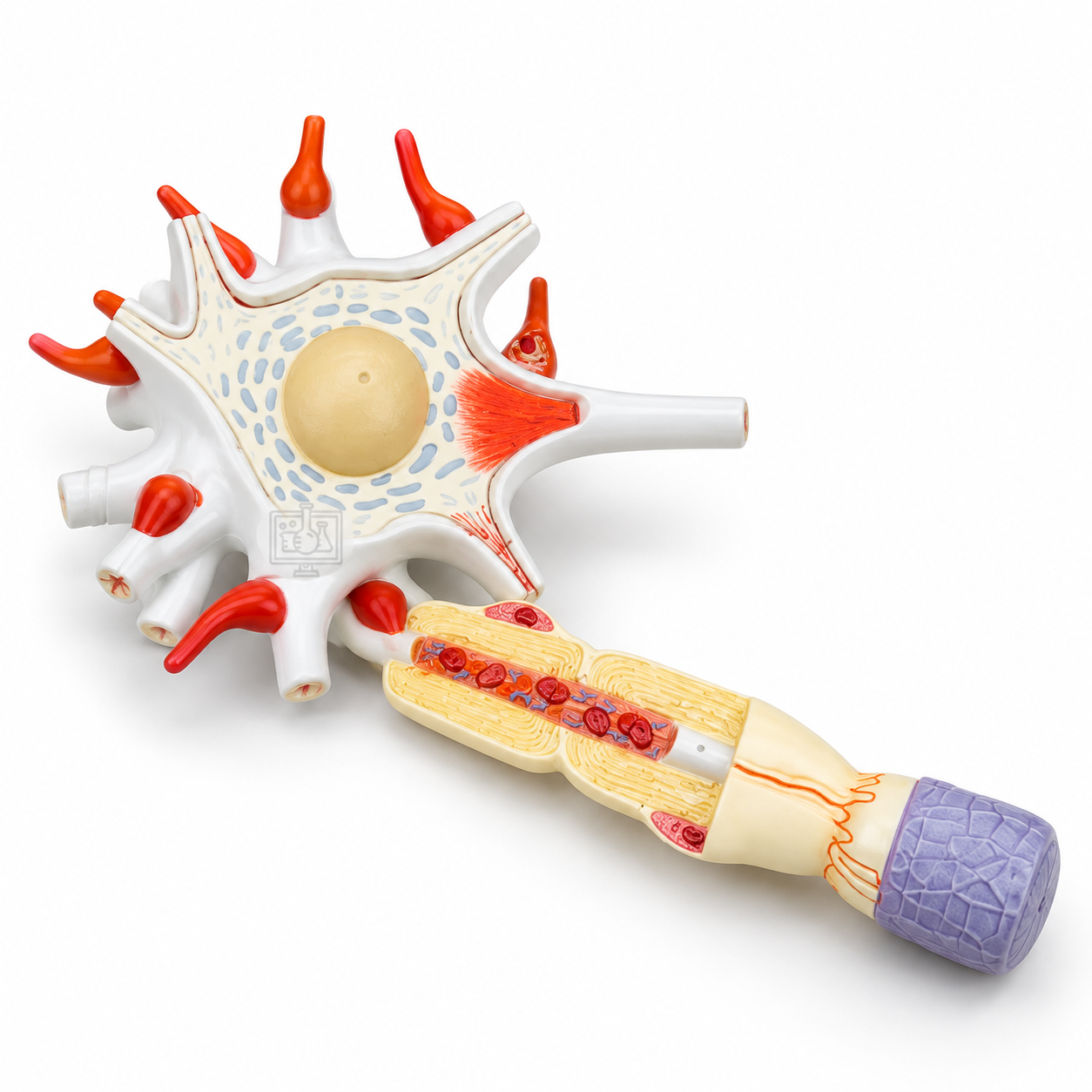 Human Nerve Cell Model