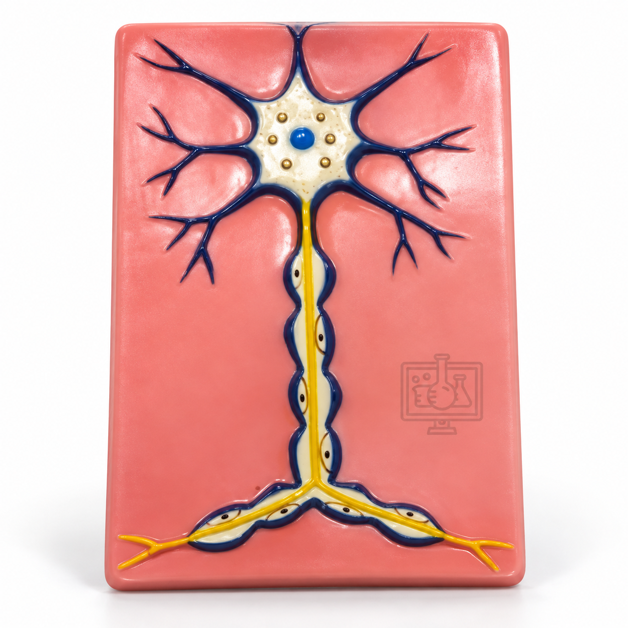 Nerve Cell Model
