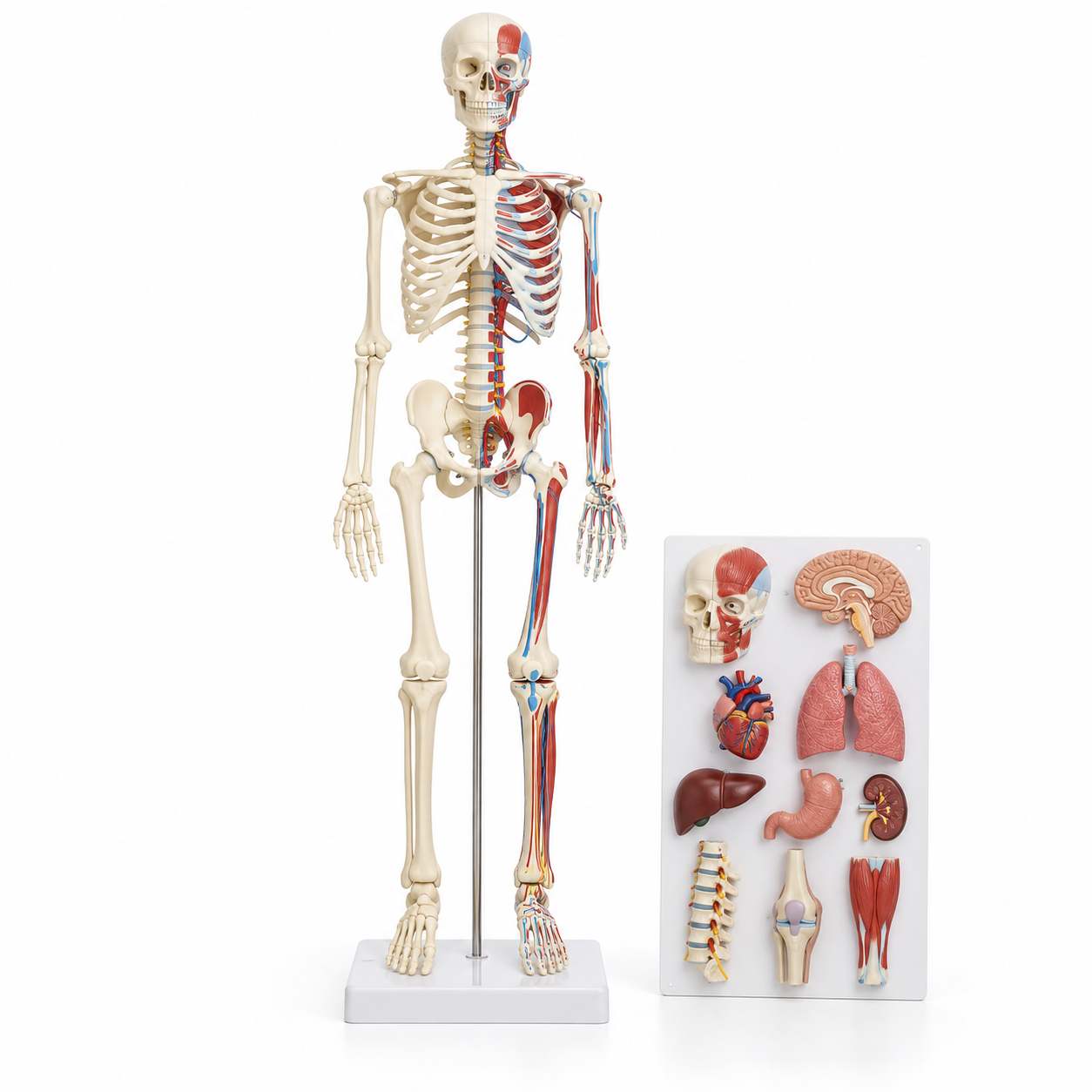 Human Skeleton Model, Painted, Medium