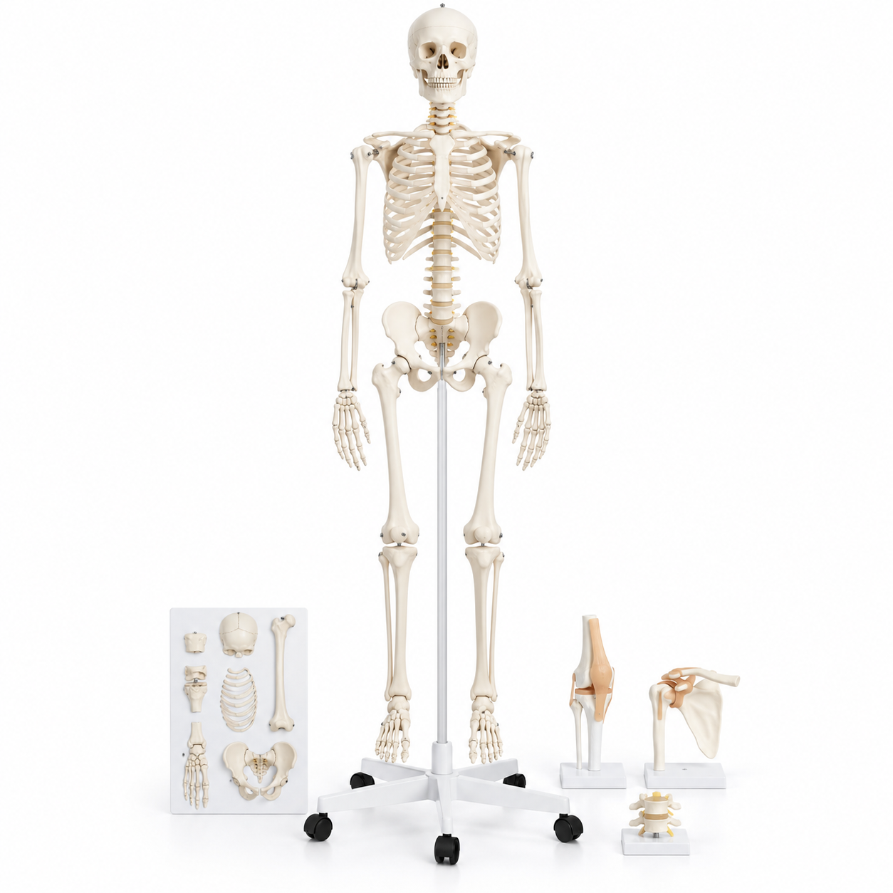 Human Skeleton Model, Economy