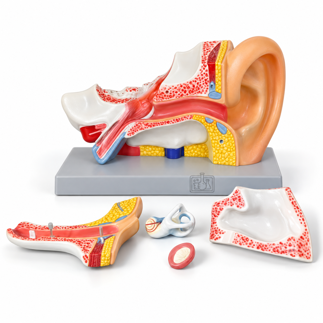 Human Ear Model, 5 Parts