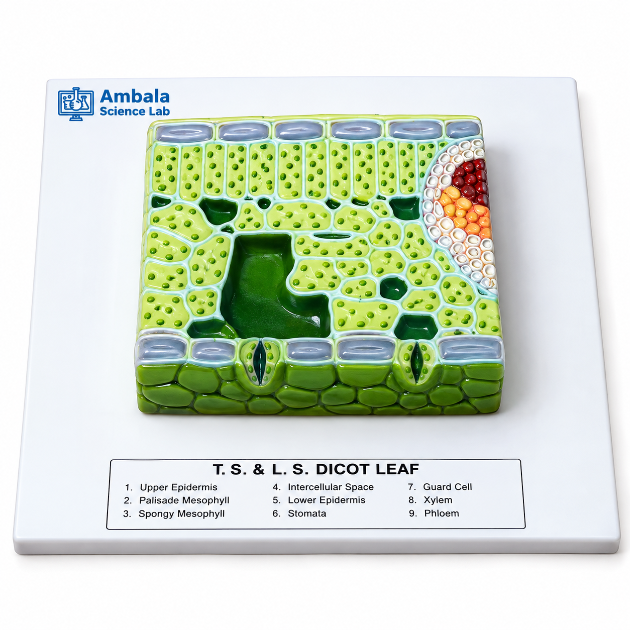 Model, T. S. Dicot Leaf
