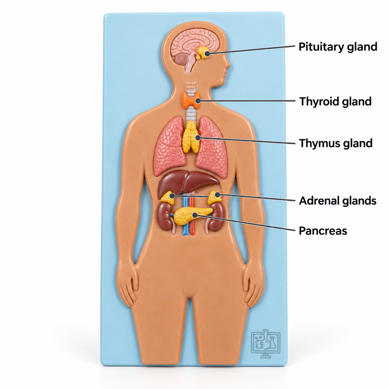 Human - Endocrine Gland Model