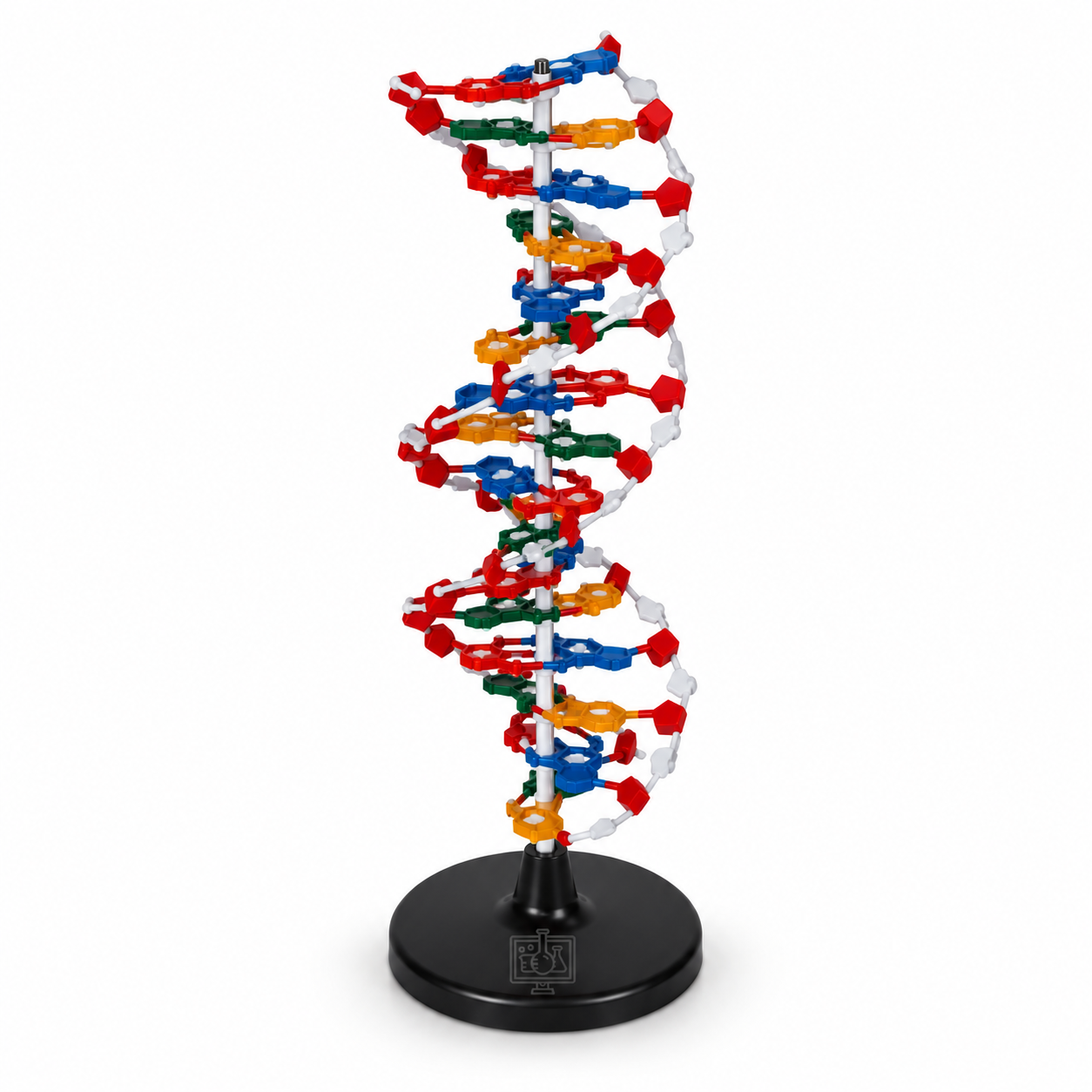DNA Structure Model