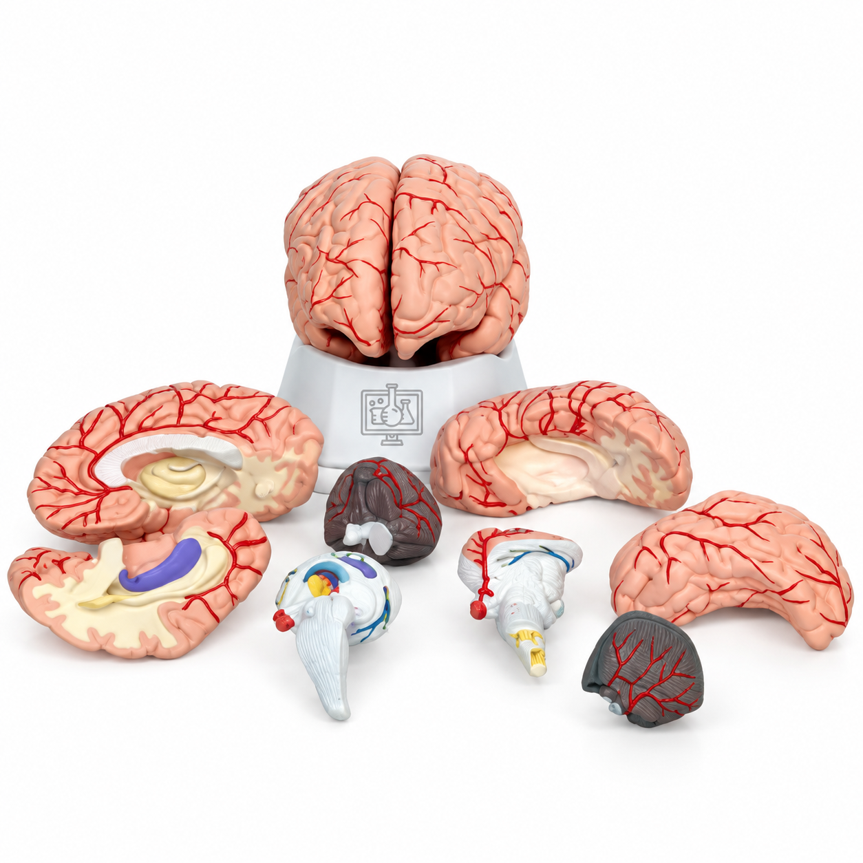 Human Brain Stem Model
