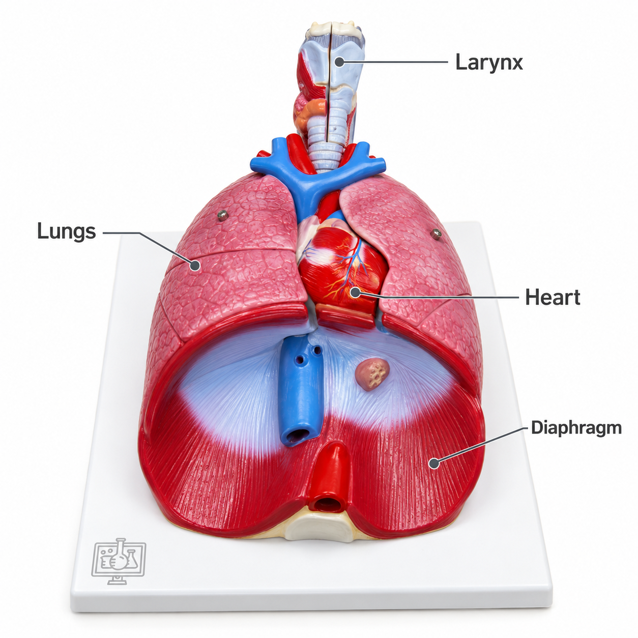 Human Lungs with Heart and Larynx