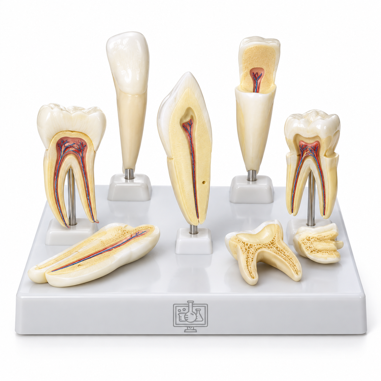 Human Tooth Set