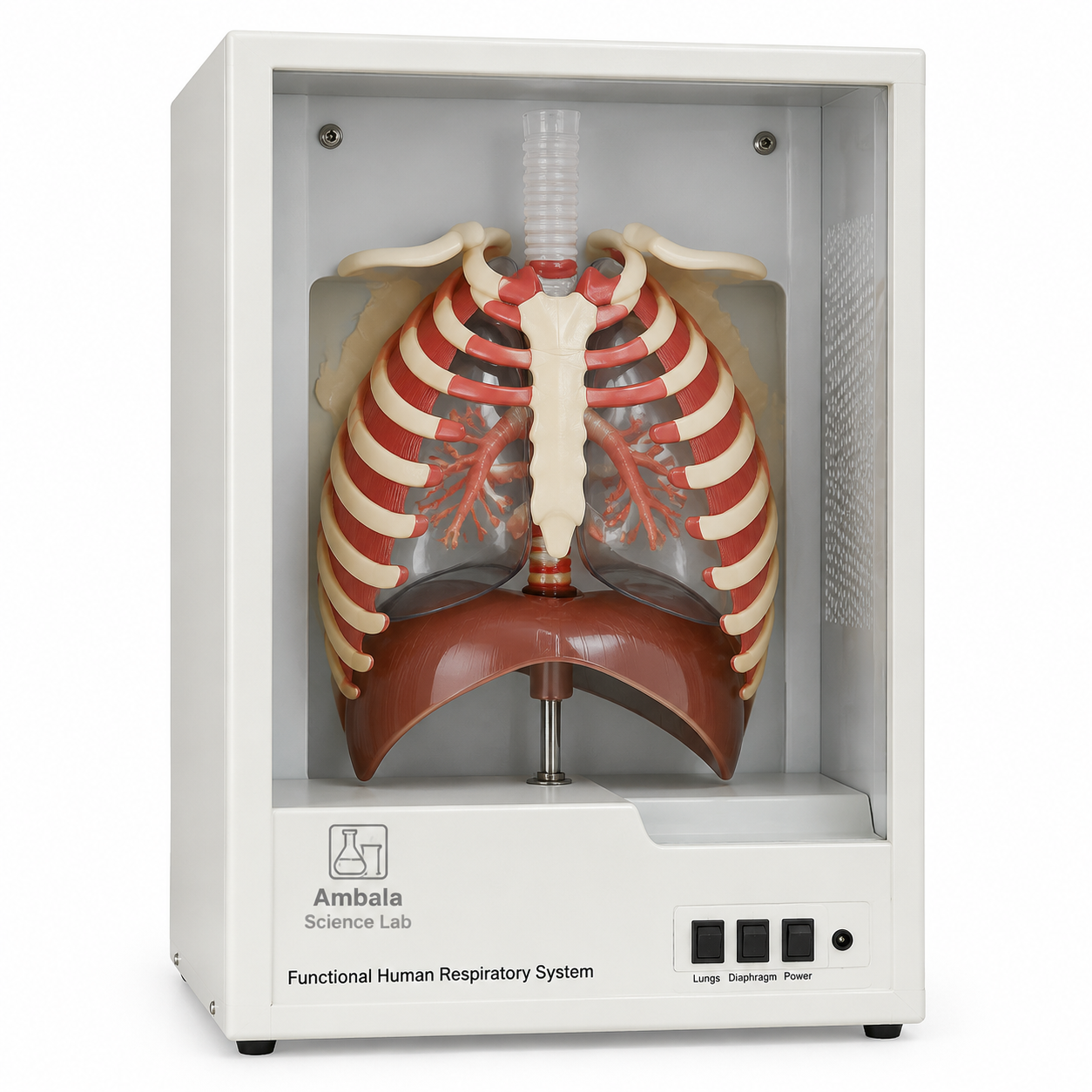 Functional Human Respiratory System