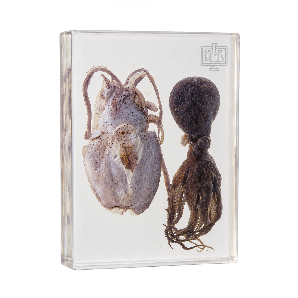 Zoology Specimens