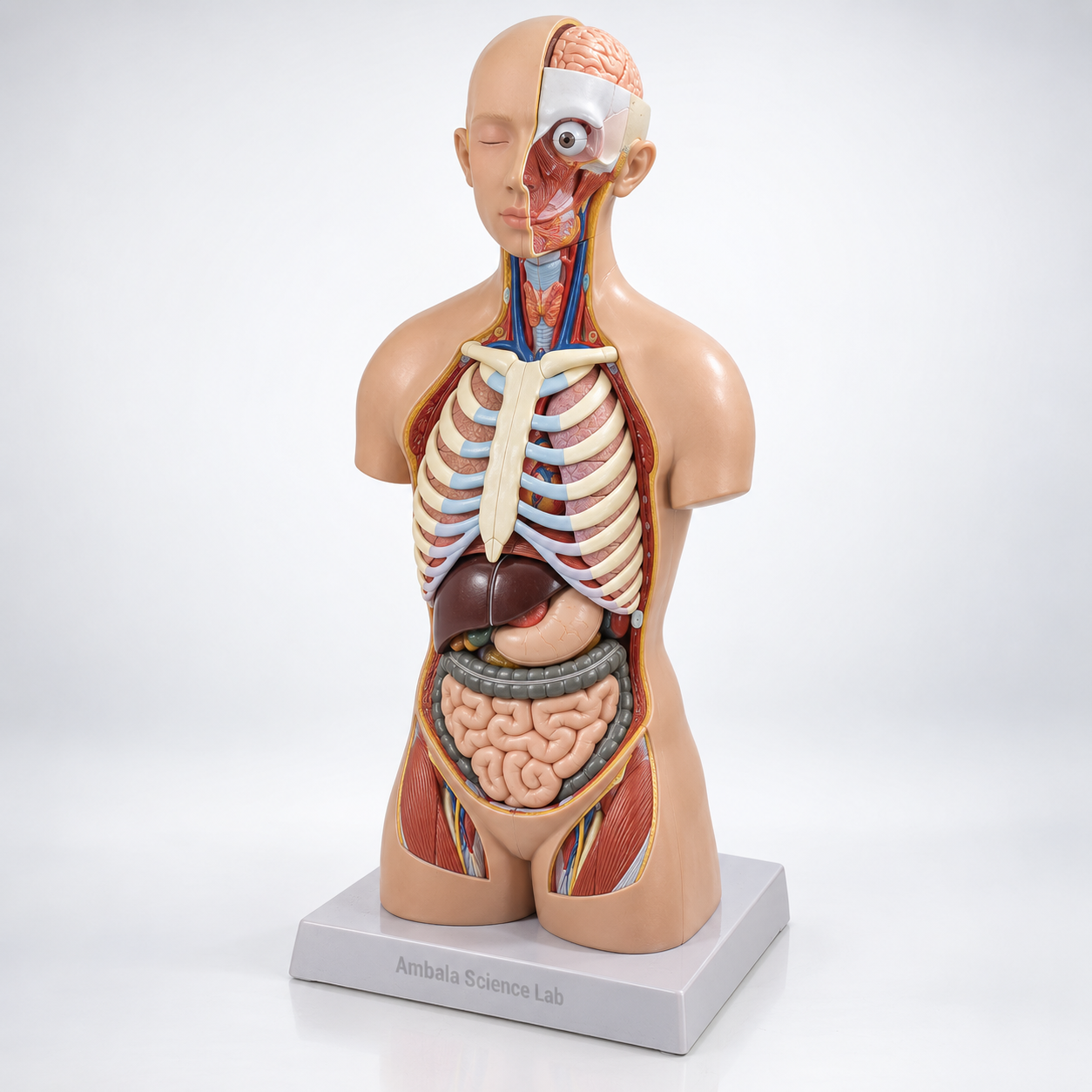 Human Torso, 14 Parts, Sexless