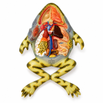 Frog Model