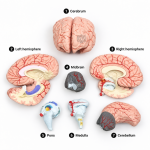 Human Brain Model