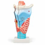 Human Larynx, Full Size