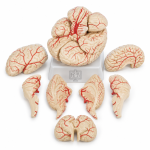 Human Brain Model with Arteries, PVC