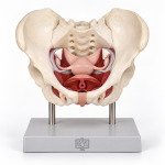 Female Pelvic Muscles and Organs