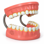 Human Teeth Model, Dental Care