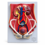 Human Urinary System (Deluxe)