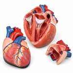 Human Heart, Jumbo