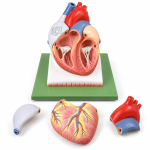 Human Model - Heart, 4 Parts, on Base