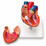 Human Heart, 2 Parts